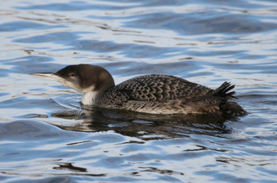 Common Loon (Gavia immer)