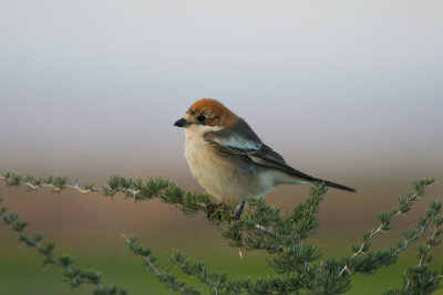 Woodchat Shrike (Lanius senator)