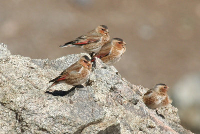 Birds of the Atlas Mountains