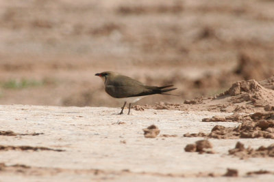 Collared Pratincole (Glareola pratincola)