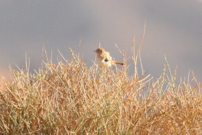 African Desert Warbler (Curruca deserti) Morocco - Région de Merzouga