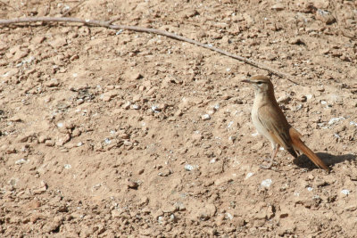Rufous-tailed Scrub Robin (Cercotrichas galactotes)