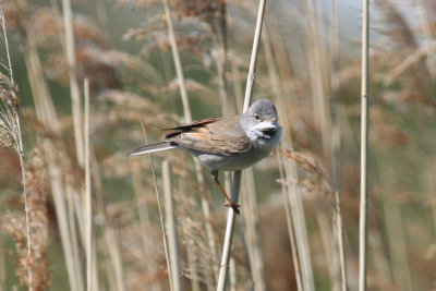 Common Whitethroat (Sylvia communis) Amstelveen - Middelpolder