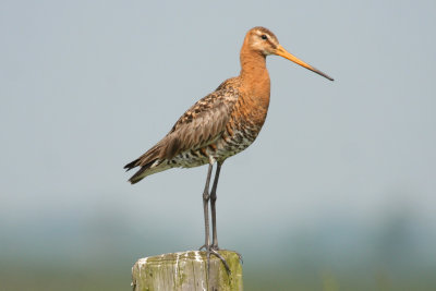 Black-tailed Godwit (Limosa limosa)