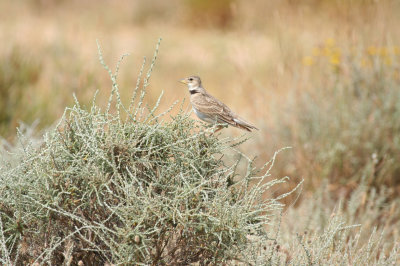 Calandra Lark (Melanocorypha calandra) Aragon - Los Monegros