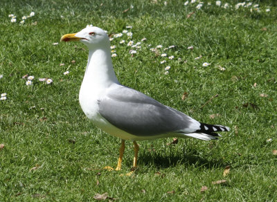 Yellow Legged Gull (Larus michahellis) Barcelona
