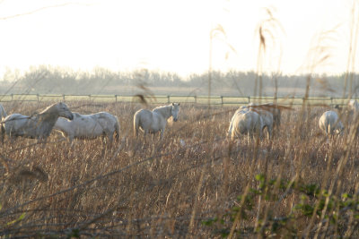 Free ranging horses - Aiguamolls de L'emporda, Catalunya