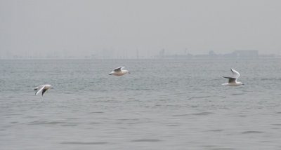 Slender-billed Gull (Chroicocephalus genei) Delta de l'Ebre - Catalunya