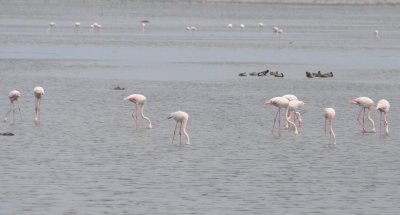 Greater Flamingoes (Phoenicopterus roseus) Delta de l'Ebre - Catalunya