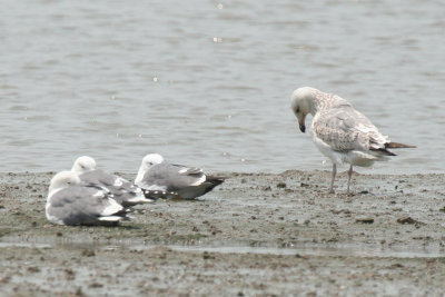 Mongolian Gull (Larus vegae mongolicus) Third calendar year *on the right* - Mai Po Nature Reserve - Hong Kong