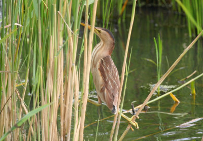 Little Bittern (Ixobrychus minutus) *female* Zuid Holland