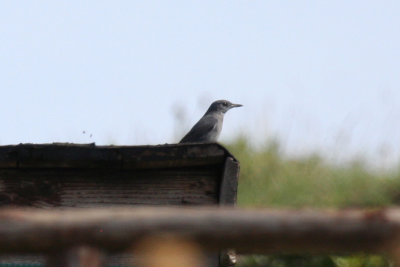 Blue Rock Thrush (Monticola solitarius) Italy - Ustica