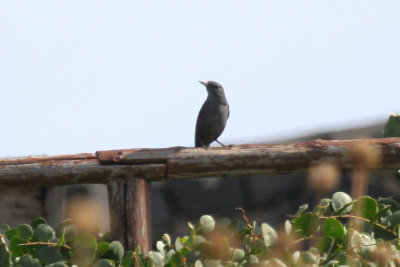 Blue Rock Thrush (Monticola solitarius) Italy - Ustica