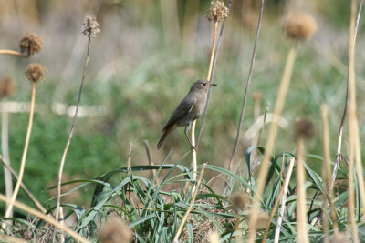 Black Redstart (Phoenicurus ochruros) Italy - Ustica