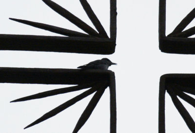 Blue Rock Thrush (Monticola solitarius) Italy - Palermo