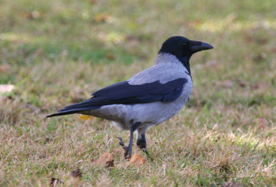 Hooded Crow (Corvus cornix) Italy - Palermo
