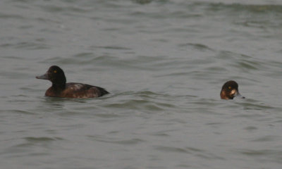 g9/24/1048224/3/164594486.p7Bt74MM.jpg