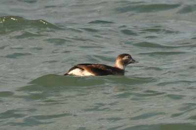 Long-tailed Duck (Clangula hyemalis) Brouwersdam - Noordzeezijde