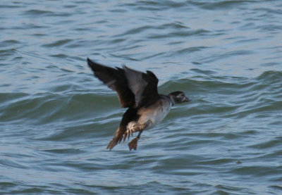 Long-tailed Duck (Clangula hyemalis) Brouwersdam - Noordzeezijde