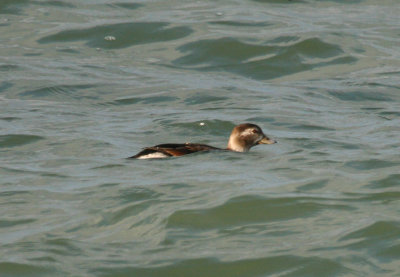 Long-tailed Duck (Clangula hyemalis) Brouwersdam - Noordzeezijde