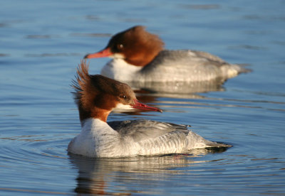 Common Merganser (Mergus merganser)