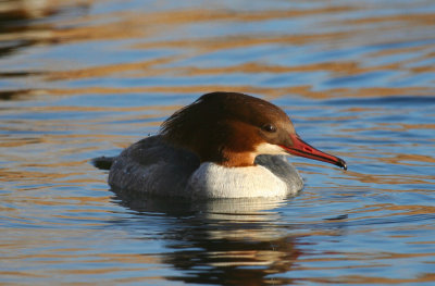 Common Merganser (Mergus merganser) Noordhollands Duinreservaat - Hoefijzermeer