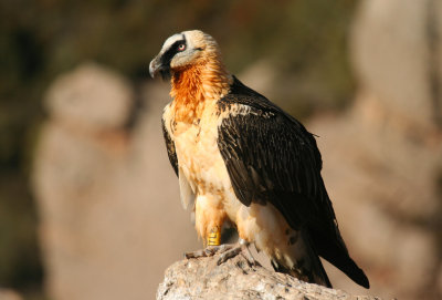 Bearded Vulture (Gypaetus barbatus)