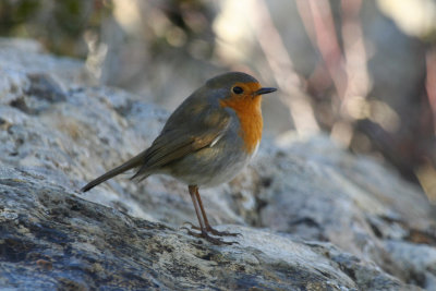 European Robin (Erithacus rubecula) Spain - Collegats-Queralt - Gramuntill vulture feeding station