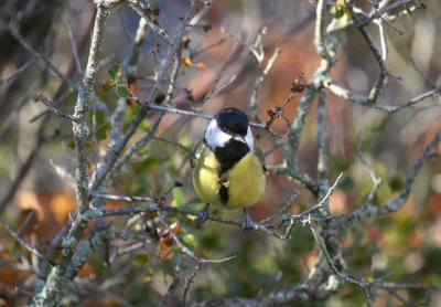 Great Tit (Parus major) Spain - Collegats-Queralt - Gramuntill vulture feeding station