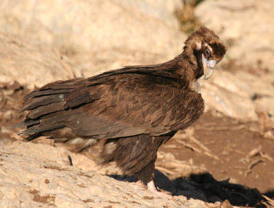 Cinereous Vulture (Aegypius monachus) Spain - Collegats-Queralt - Gramuntill vulture feeding station