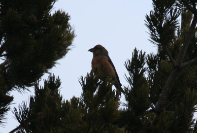 Red Crossbill (Loxia curvirostra) Spain - Guardiola de Berguedà