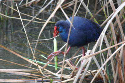 Western Swamphen (Porphyrio porphyrio) Spain - Delta Llobregat