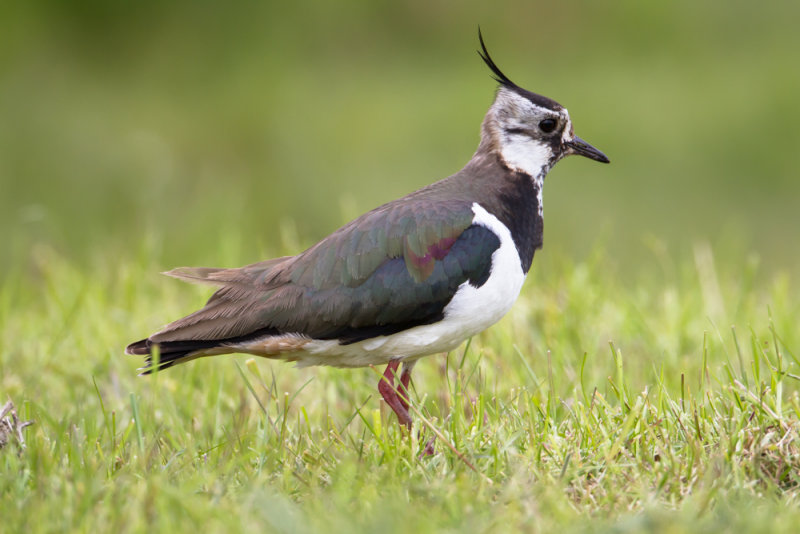 Northern lapwing