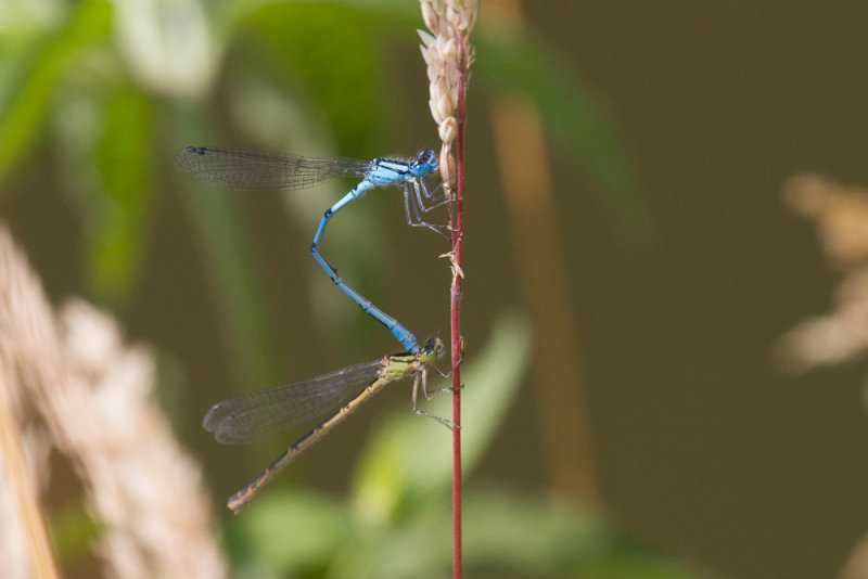 Common blue damselfly