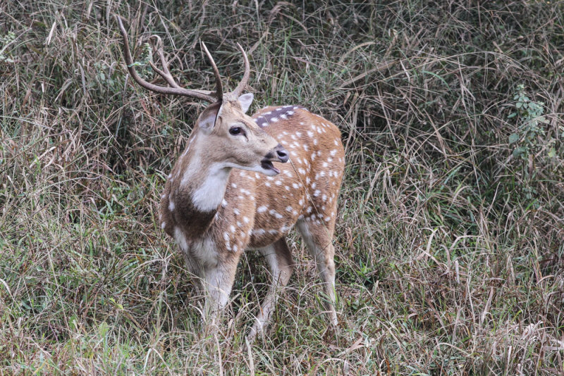 Spotted deer