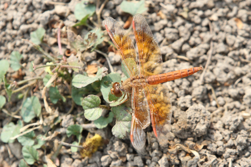 Orange winged groundling