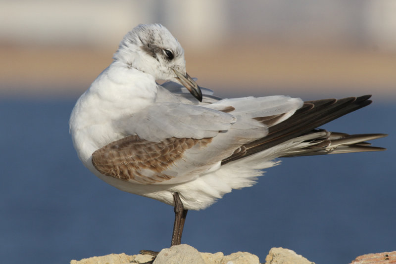 Mediterranean gull