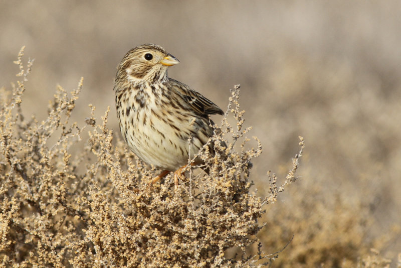 Corn bunting