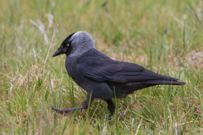 Western jackdaw