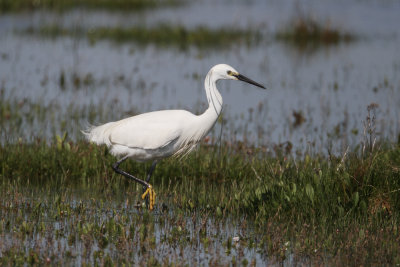 Little egret