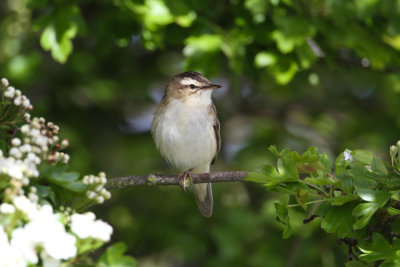 Sedge warbler