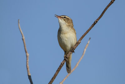 Sedge warbler