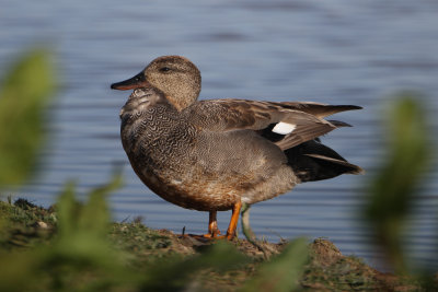 Gadwall