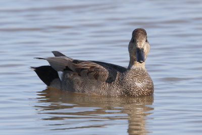 Gadwall