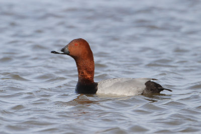 Common pochard