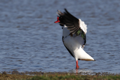Common shelduck