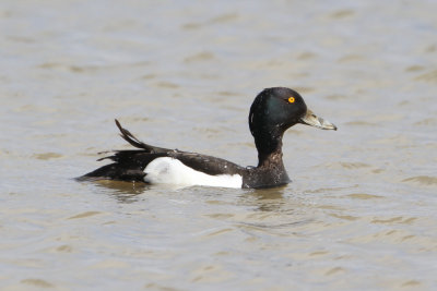 Tufted duck