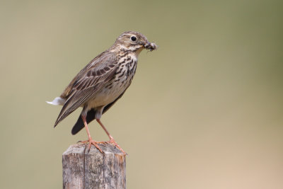 Meadow pipit