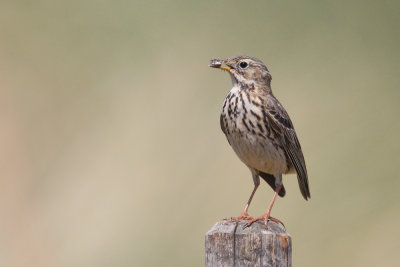 Meadow pipit