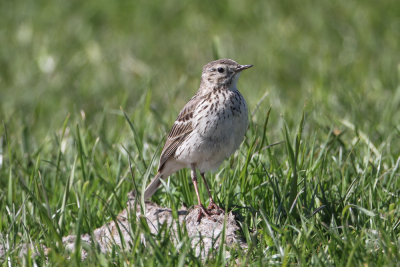 Meadow pipit